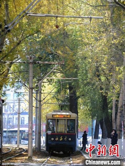 有轨电车在落叶景观路上行驶 刘栋 摄