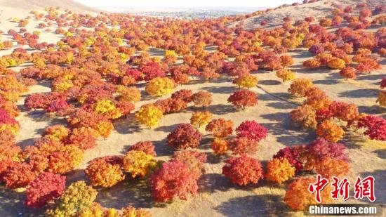 五角枫林五彩斑斓。 杨凯 摄