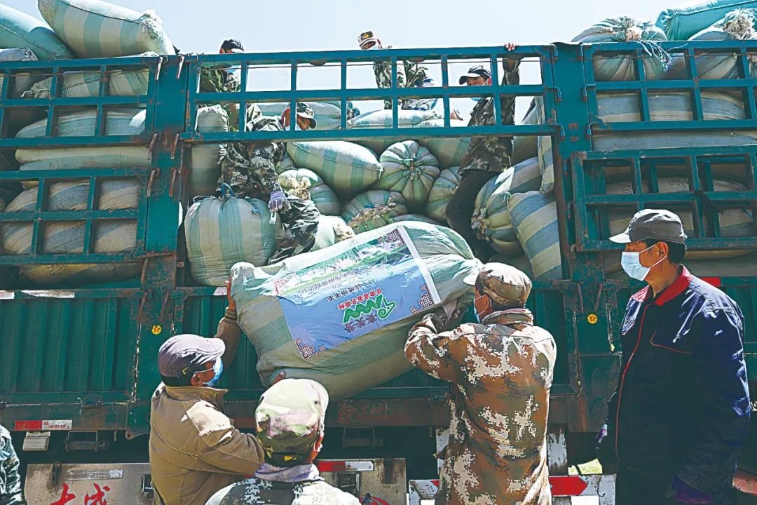 肃南县为康乐镇康丰村牧民打通细羊毛“致富路”，正在为售出的细羊毛装车。