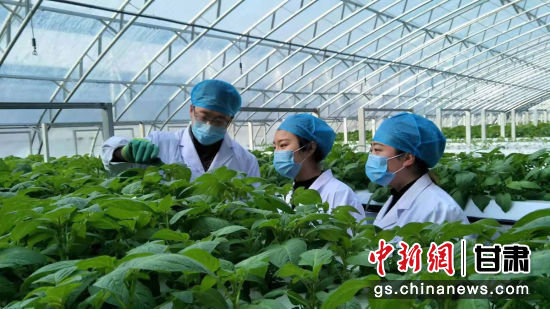 图为平凉市庄浪县农技员查看薯苗苗情 庄浪县农技中心供图