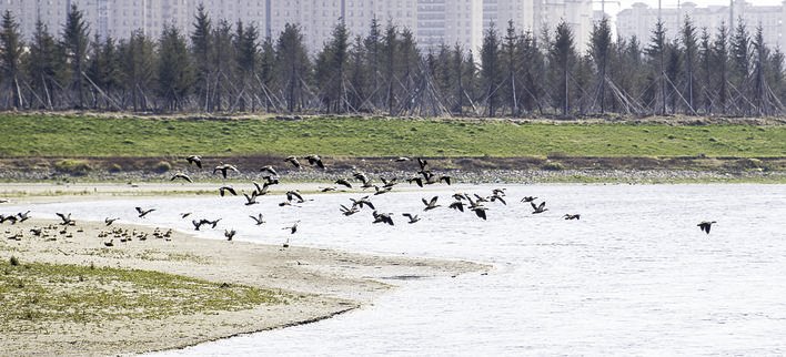 成群的野鸭在长春北湖国家湿地公园内栖息。