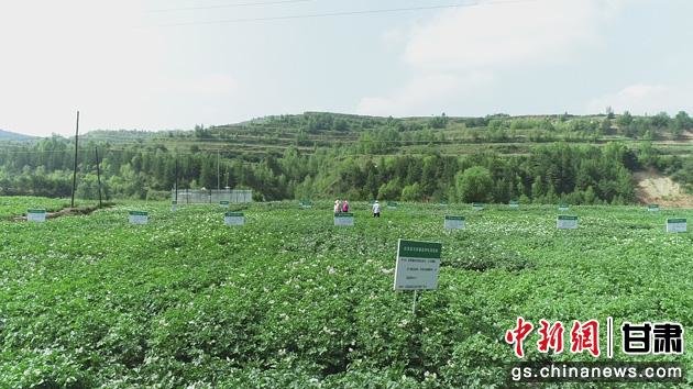 图为庄浪县马铃薯品种试验区。(资料图) 庄浪县农技中心供图