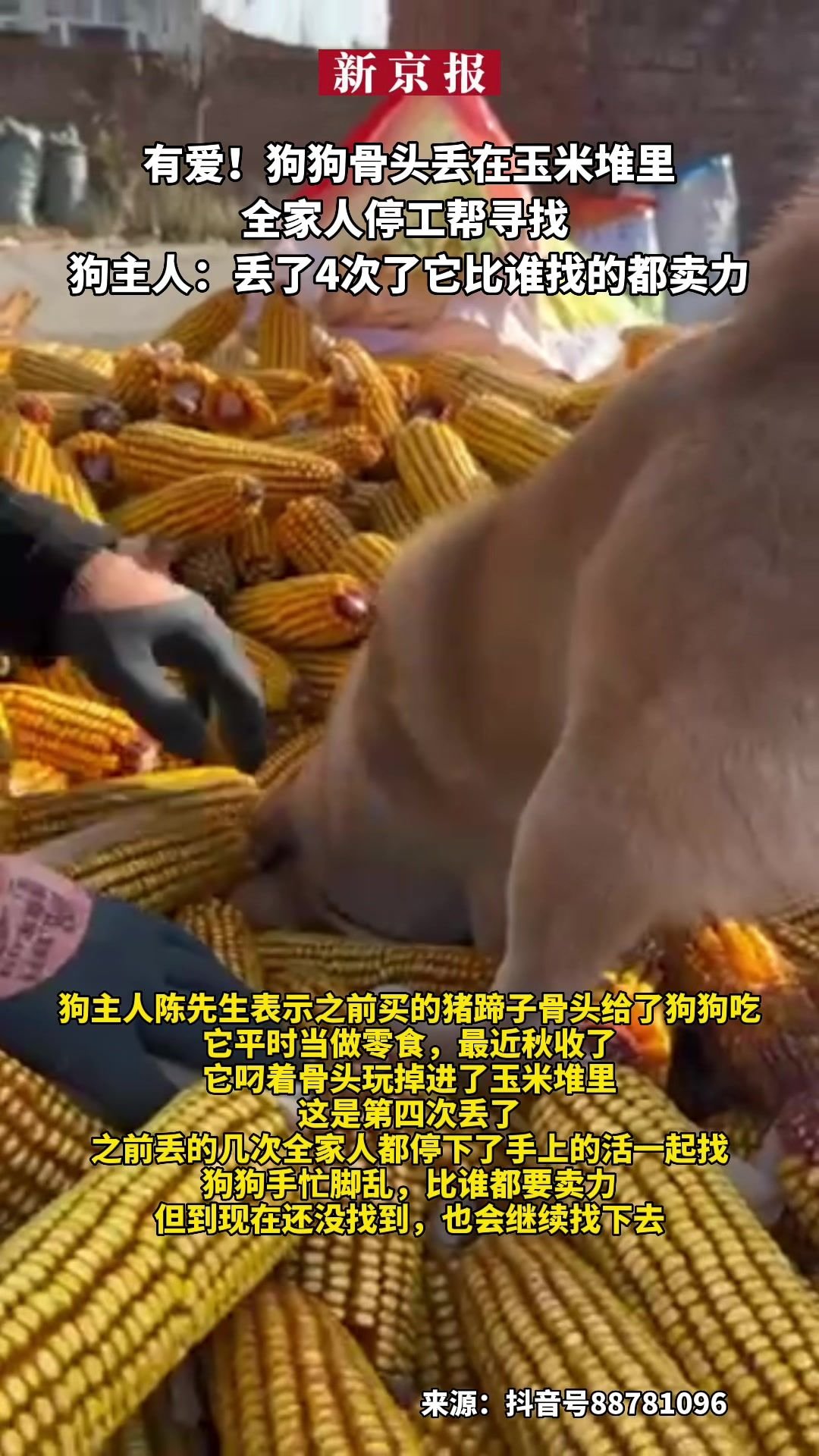 有爱！#狗狗骨头丢在玉米堆里全家人停工帮寻找、狗主人：丢了4次了它比谁找的都卖力