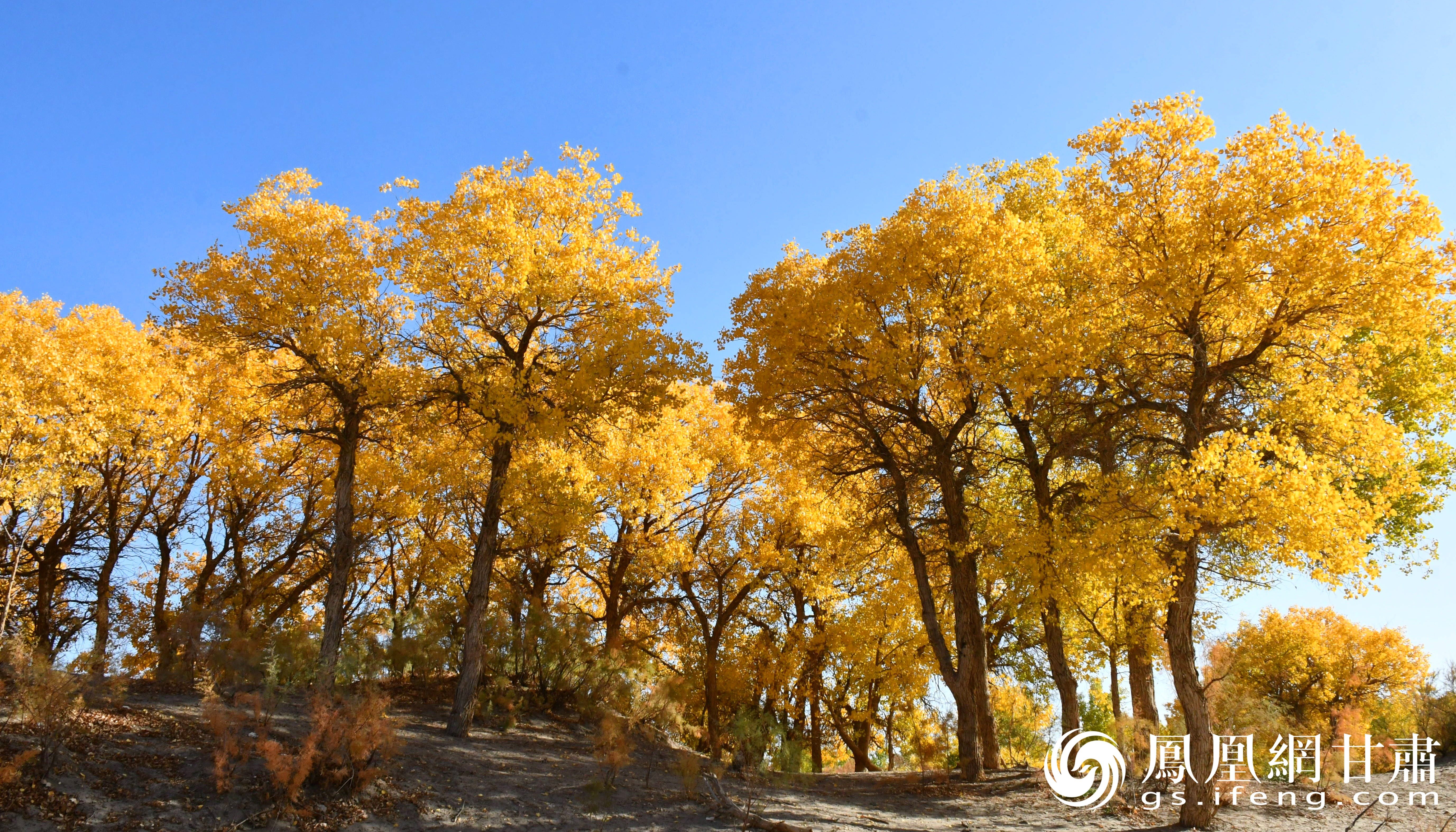 金秋时节,胡杨树叶次第变黄,宛如穿上了件件"金甲". 赵文生 摄
