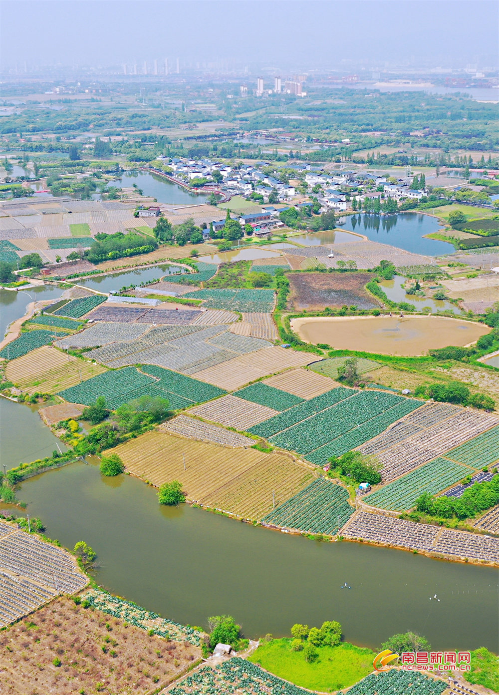 东湖区扬子洲千亩蔬菜基地