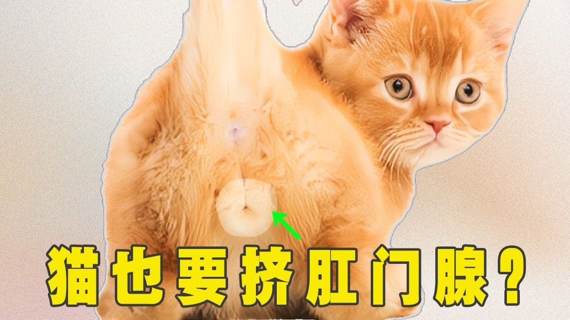 猫怎么挤肛门腺图解图片