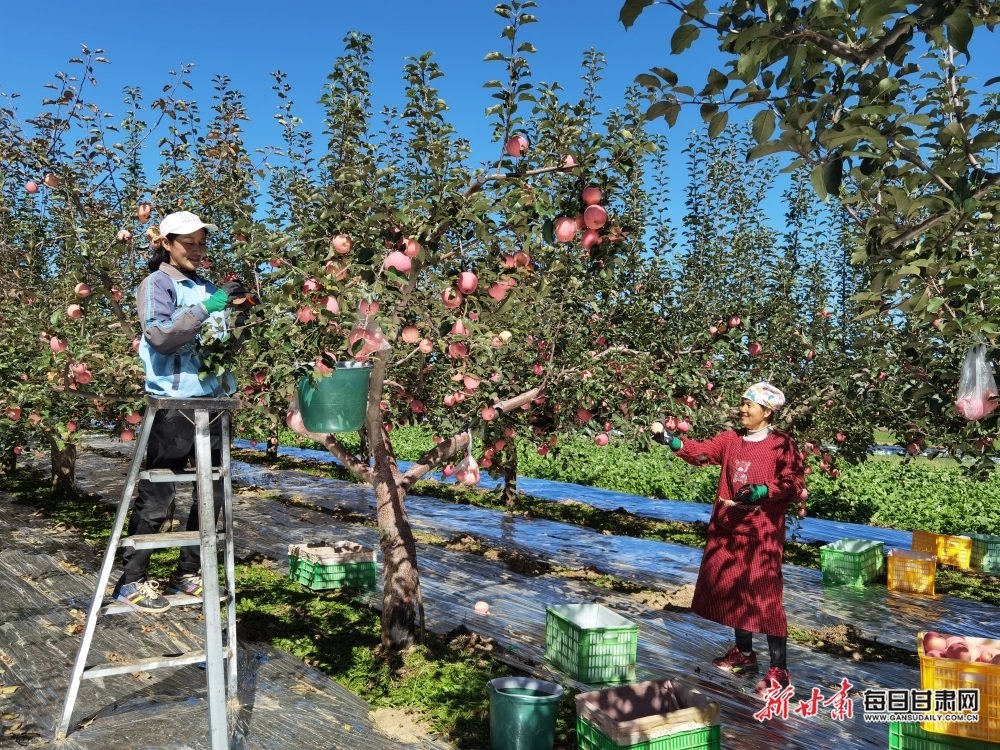 西峰区董志镇郭堡村村民采摘苹果