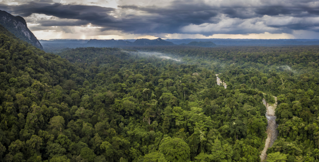 马来西亚婆罗洲古农穆卢国家公园的奇异雨林景观|图源：图虫·创意