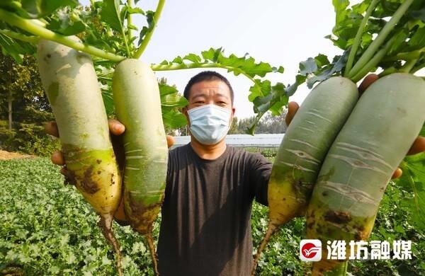 霜降时节，“潍县萝卜”C位出道