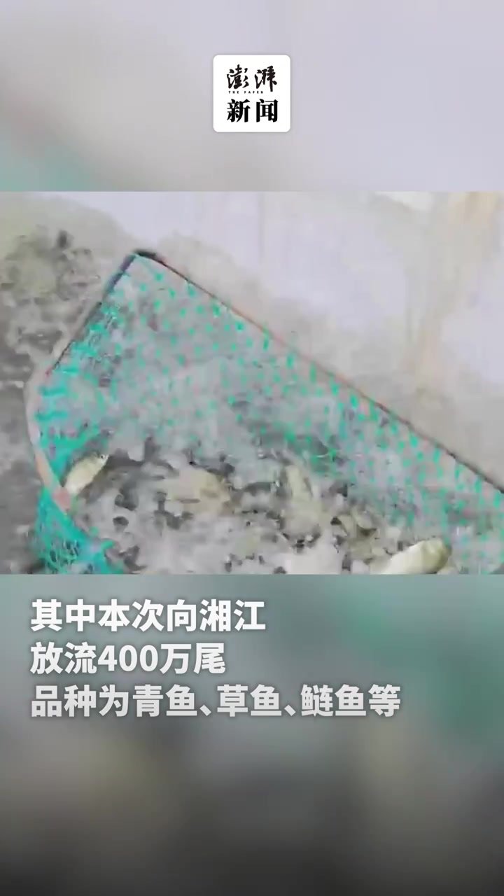 增殖放流！1700万尾鱼苗入湘江、渌江、洣水