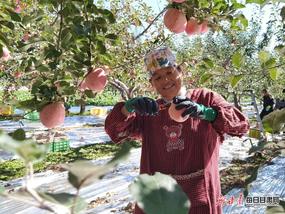 西峰区董志镇郭堡村村民采摘苹果