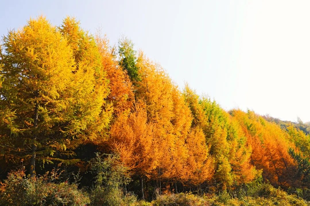 仙境文县 秋染高楼山