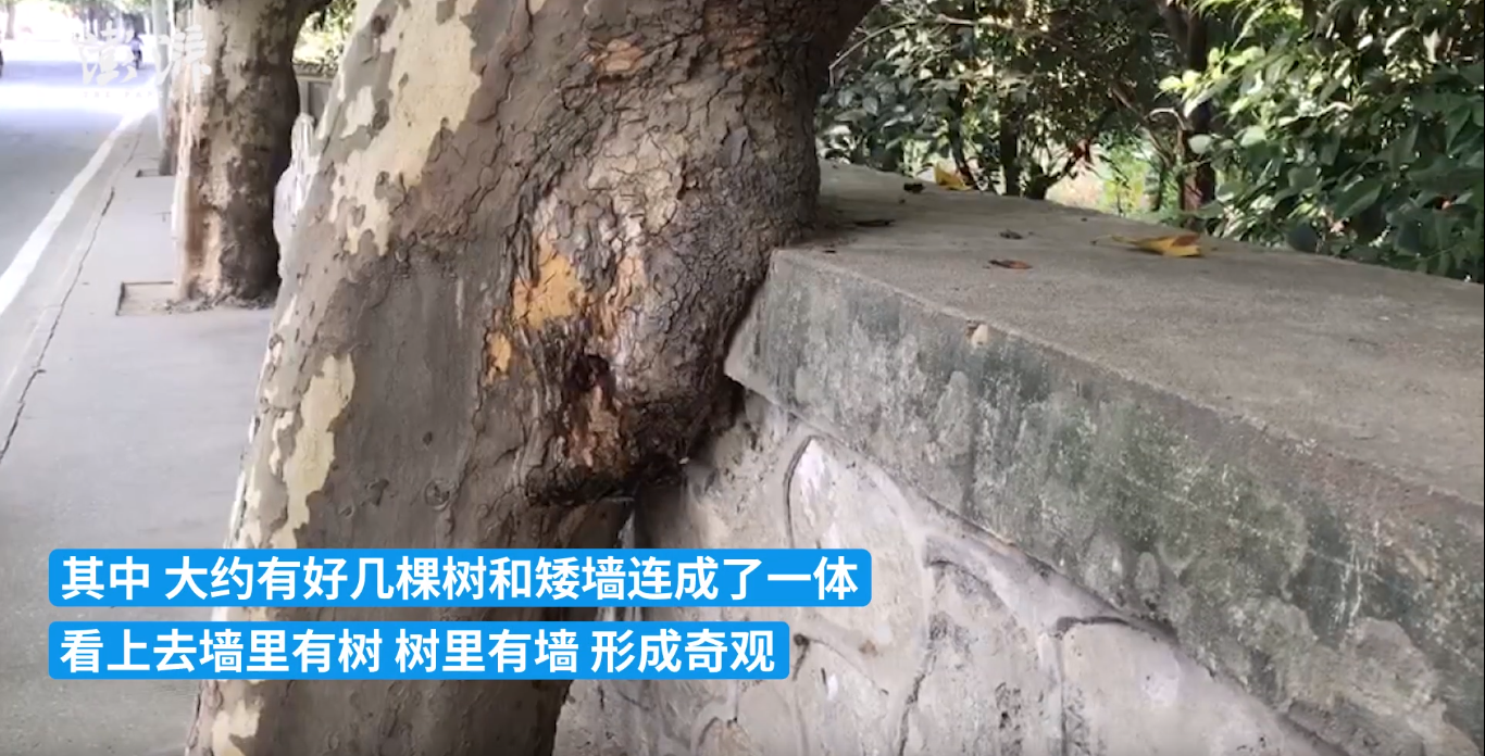 生命力奇观 湖北这地一条街上多棵树把墙“包”住连成一体