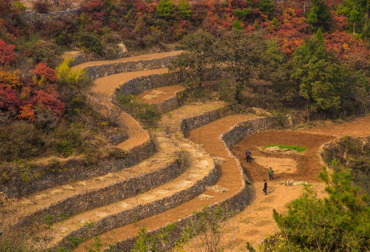 太行梯田 红叶增色 彭捷摄