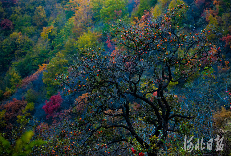 内丘县寒山风景区秋景。