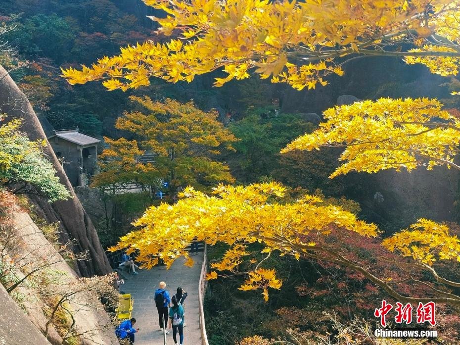 层林尽染秋韵浓 安徽黄山风景区迎来“醉”美秋景