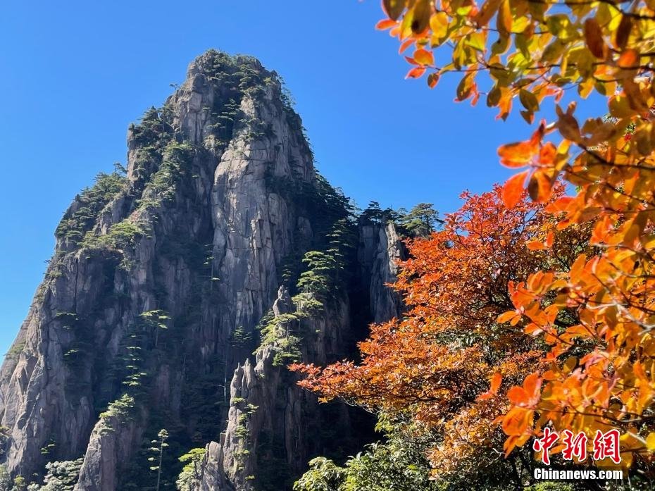 层林尽染秋韵浓 安徽黄山风景区迎来“醉”美秋景