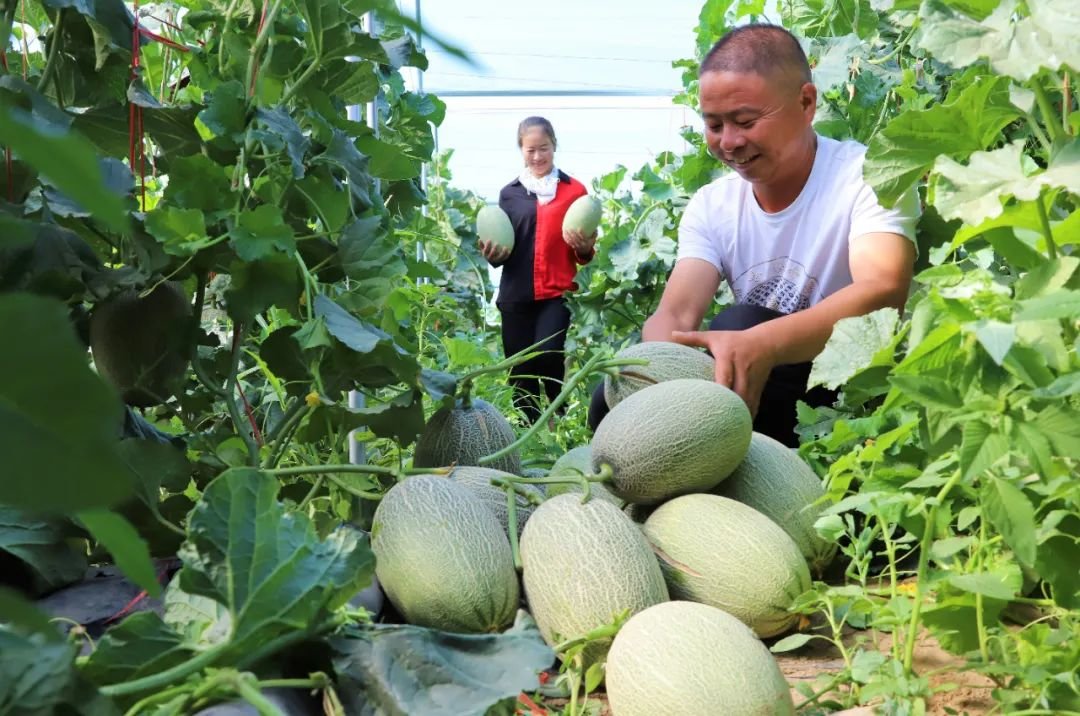 让科技之光照亮生态之路 张掖高台交出亮丽答卷