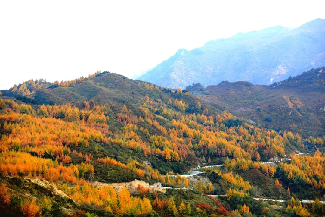 仙境文县 秋染高楼山