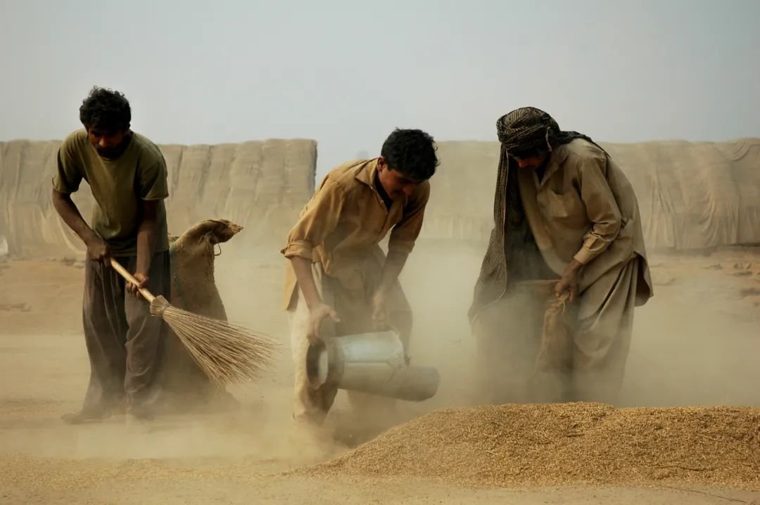 收獲/巴基斯坦/謝赫·穆罕穆德·阿明