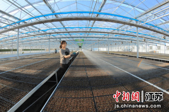 滨海县农业园智能化育苗工厂。陈其龙摄