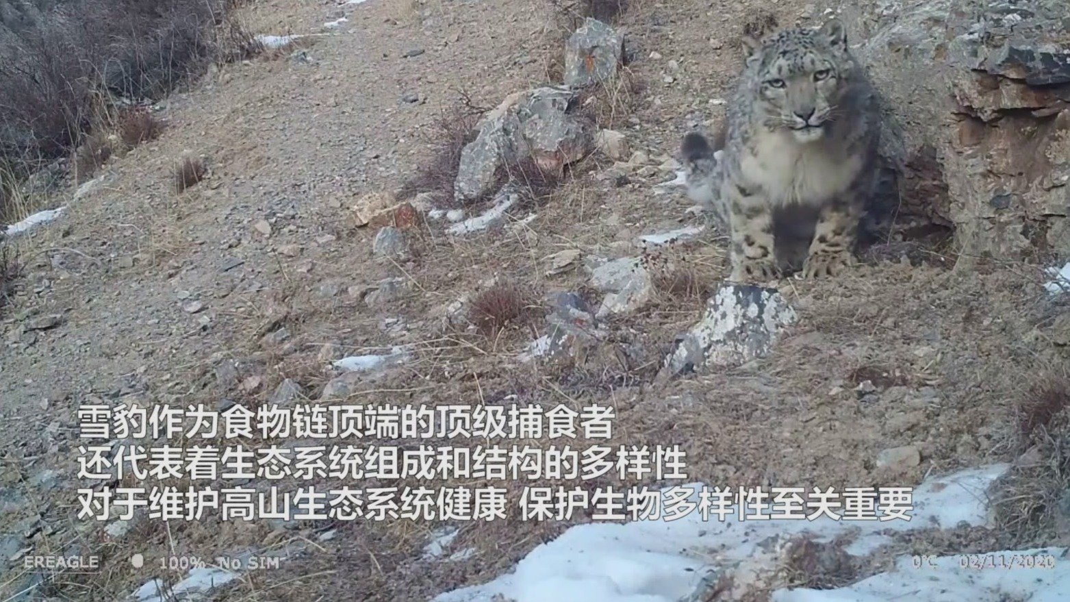 国际雪豹日：守护雪豹和生物多样性