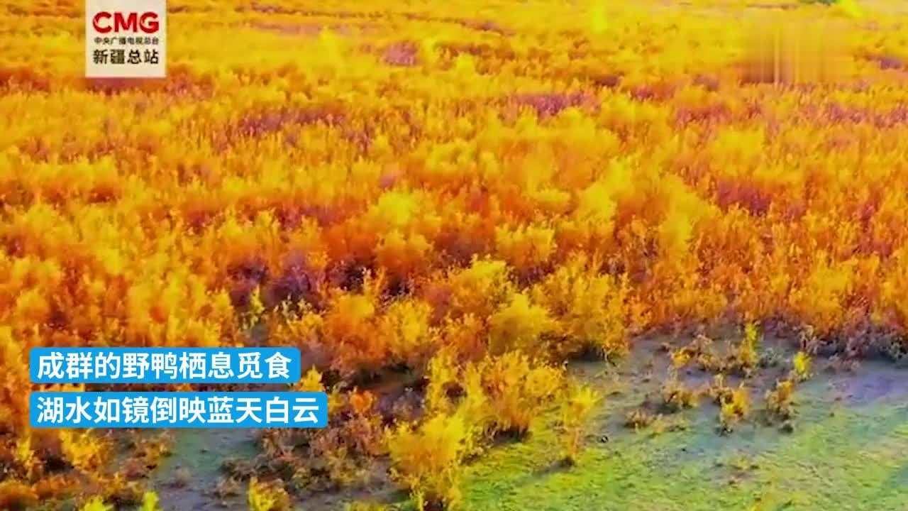 湿地秋景每一帧都美如壁纸