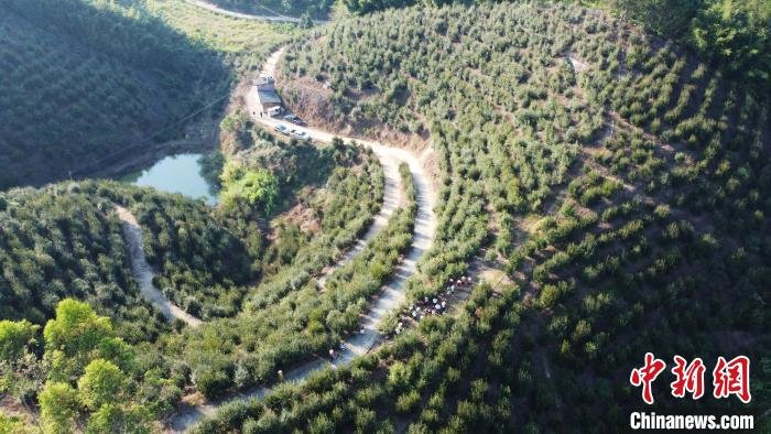 航拍位于广东省肇庆市广宁县马铁坳的油茶种植基地。(无人机照片) 陈楚红 摄