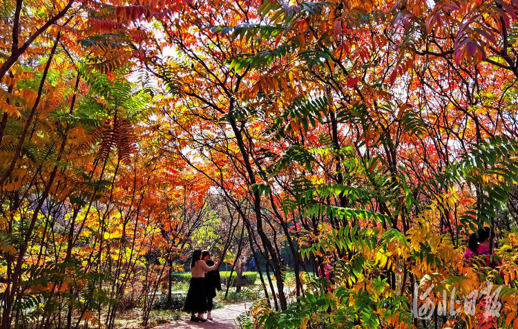 10月23日,邯郸赵苑公园里的迷人秋景,吸引了不少游人赏秋游玩。