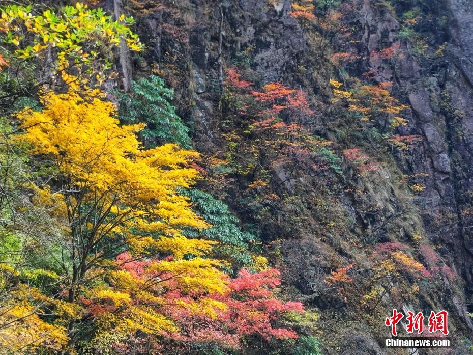 层林尽染秋韵浓 安徽黄山风景区迎来“醉”美秋景