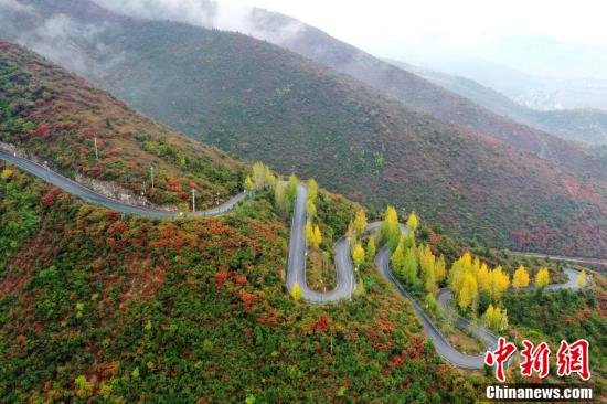 盘山公路与漫山红叶相映成景，美如画卷。（杨韬 摄）