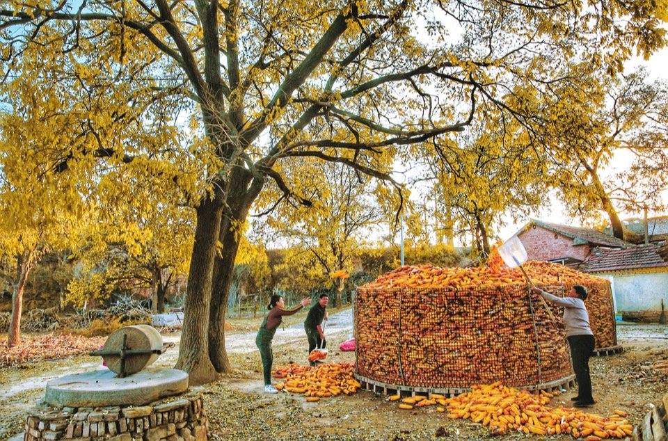 金秋十月，又是一个丰收季，地处太行山腹地的武乡县处处“丰景”满目。图为该县丰州镇南垴村的一户农家正在屯储收获的玉米。王晓方 摄