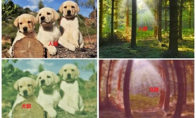 电脑屏幕的颜色只对我们有效吗?其它动物在屏幕上会看到什么?