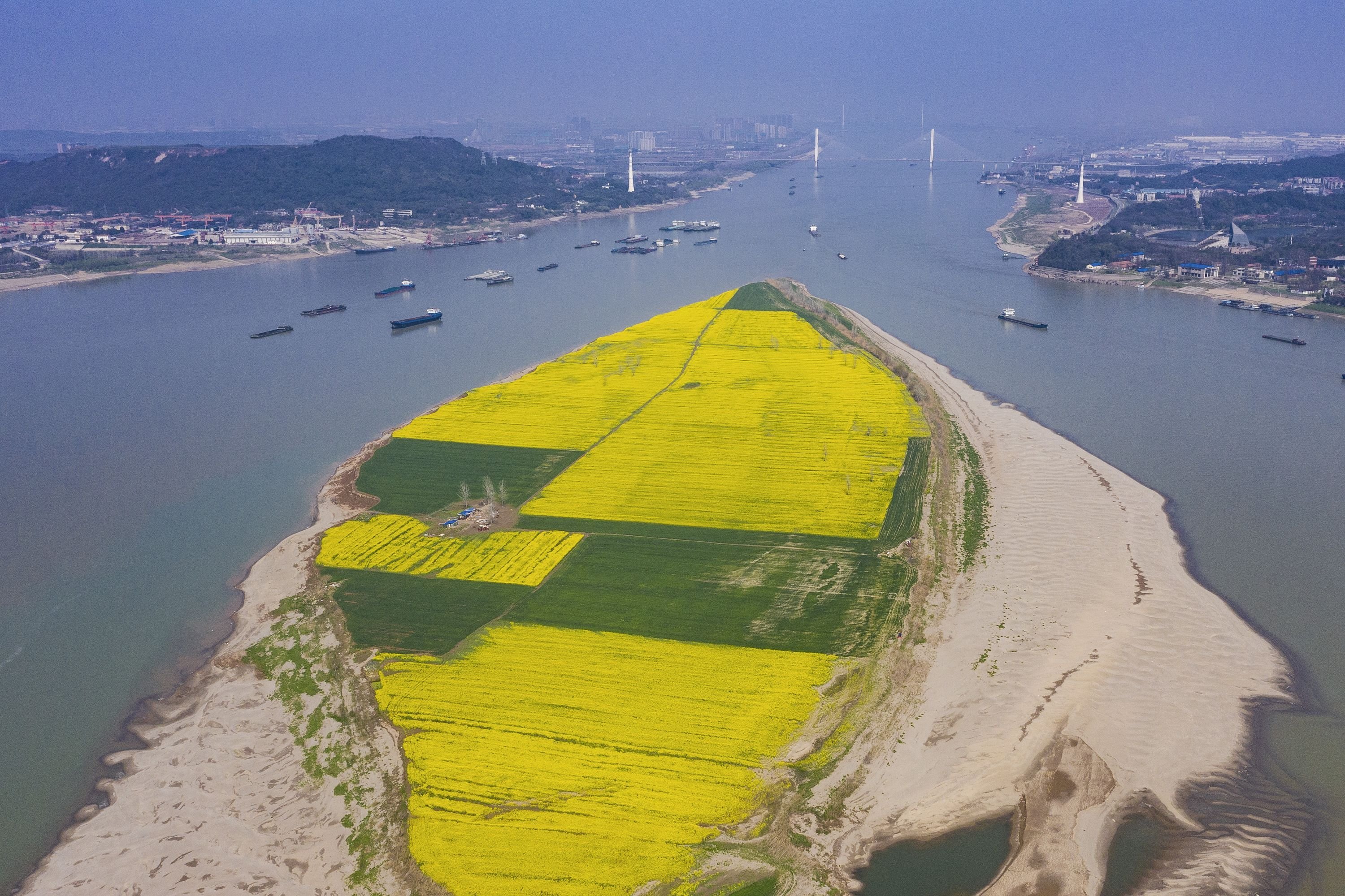 《破浪前行》，长江靠近军山大桥一段江中绿洲上，大片大片金黄的油茶花盛开着，绝美壮观，好似一艘破浪前行巨轮的船头。城市摄影队陈亮　摄