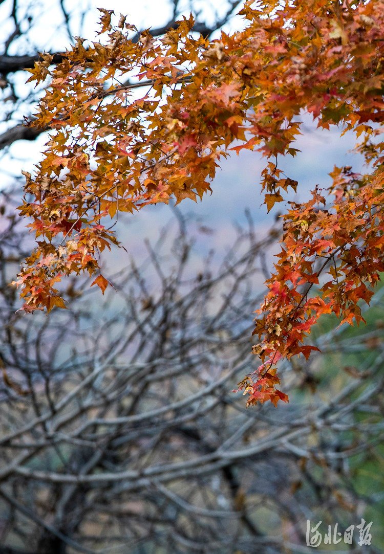 内丘县寒山风景区秋景。