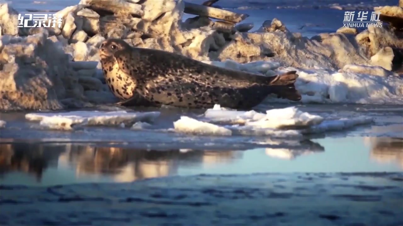 瞰见｜辽河三角洲湿地有一片“红色海岸线”