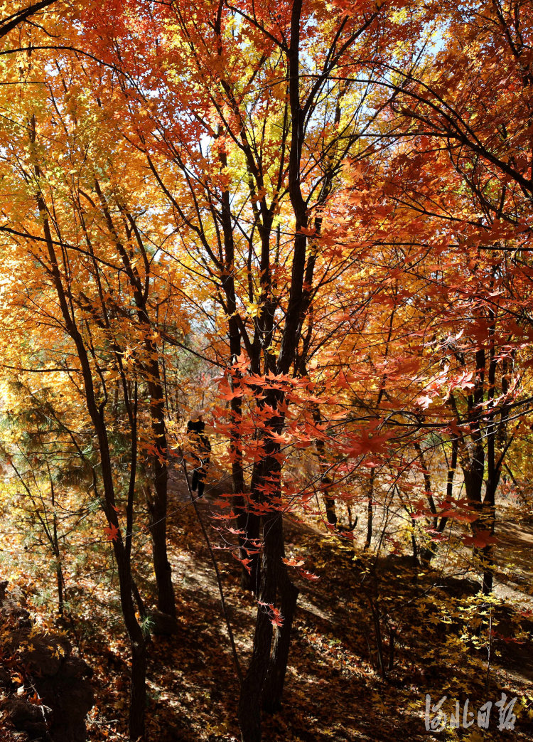 10月23日,承德磬锤峰国家森林公园的枫叶进入观赏佳期。