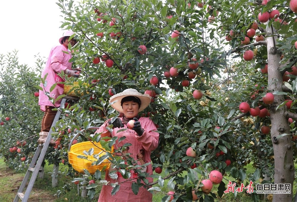 西峰区后官寨镇沟畎村村民采摘苹果