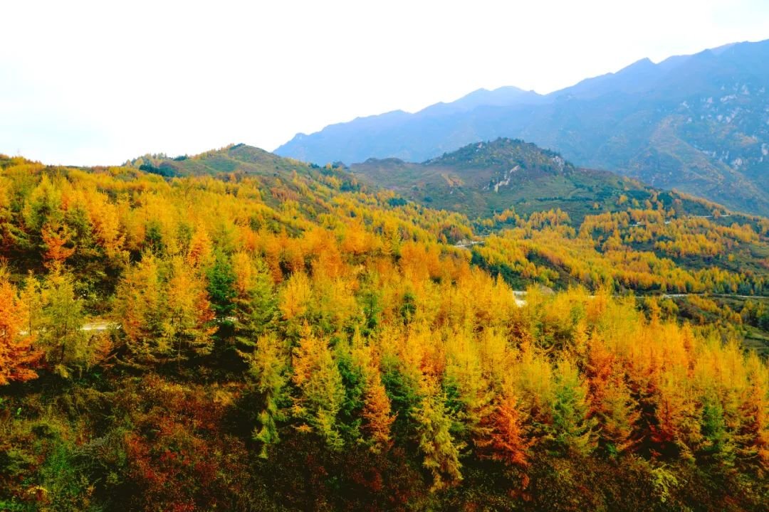 仙境文县 秋染高楼山