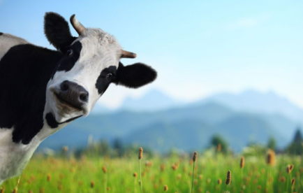 婴儿奶粉哪个牌子比较好?婴儿奶粉十大名牌排行榜