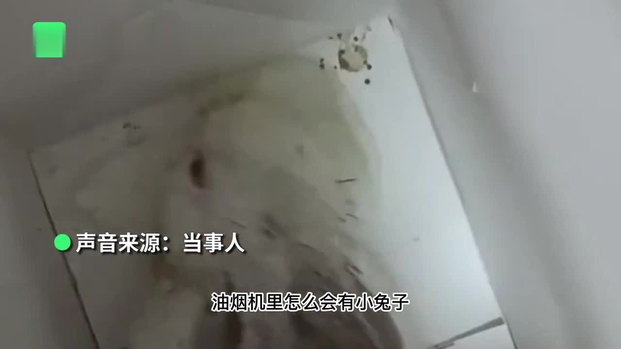 纳闷！女子做完饭在油烟机管道中发现一只小兔子