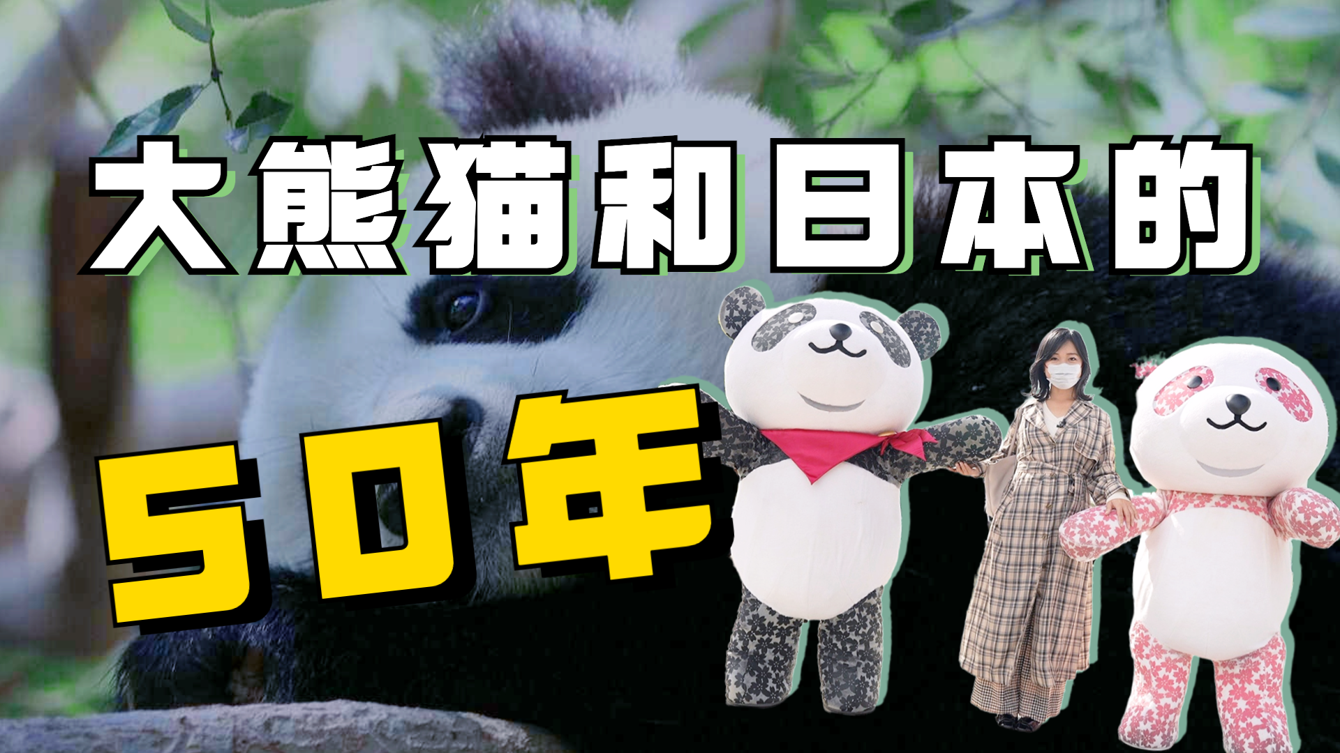 日本人狂热的“熊猫爱”！实拍中国大熊猫抵日50周年活动