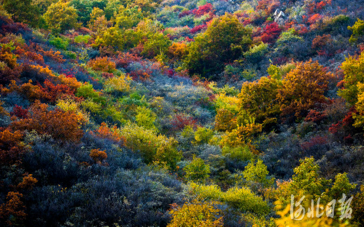 10月22日,内丘县寒山风景区秋景。