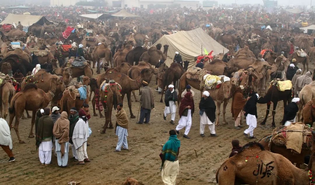 骆驼集市／巴基斯坦／赫瓦贾·亚尔德拉姆