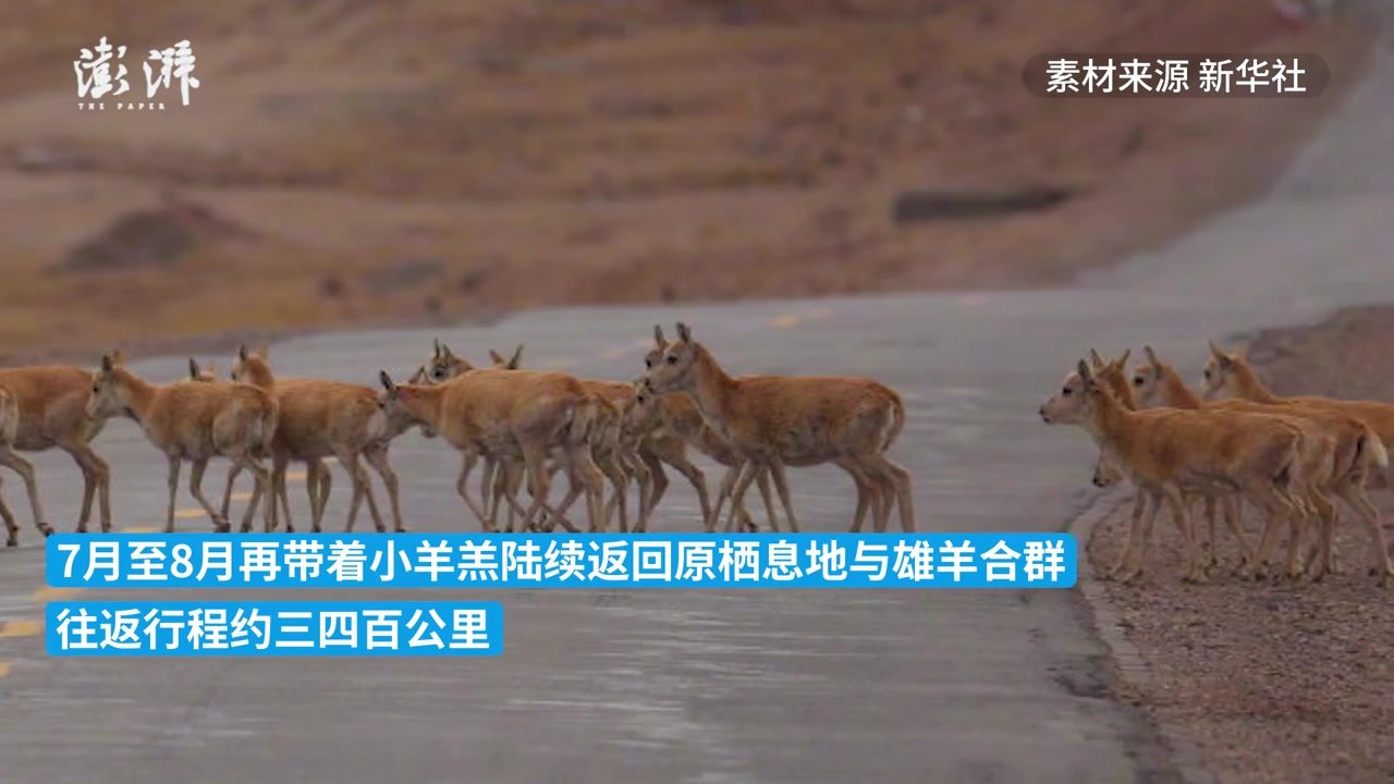 藏羚羊迁徙或为避免寄生虫感染
