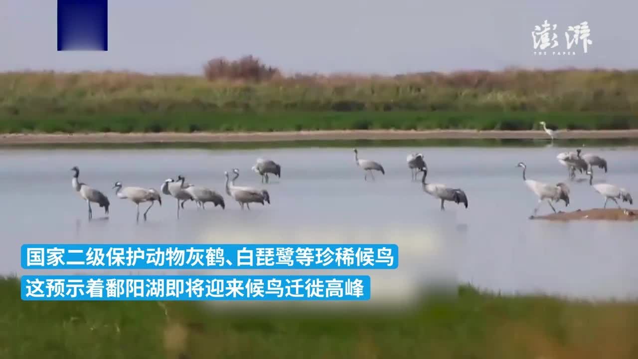白枕鹤、灰鹤、白琵鹭等珍稀越冬候鸟飞抵鄱阳湖_凤凰网视频_凤凰网