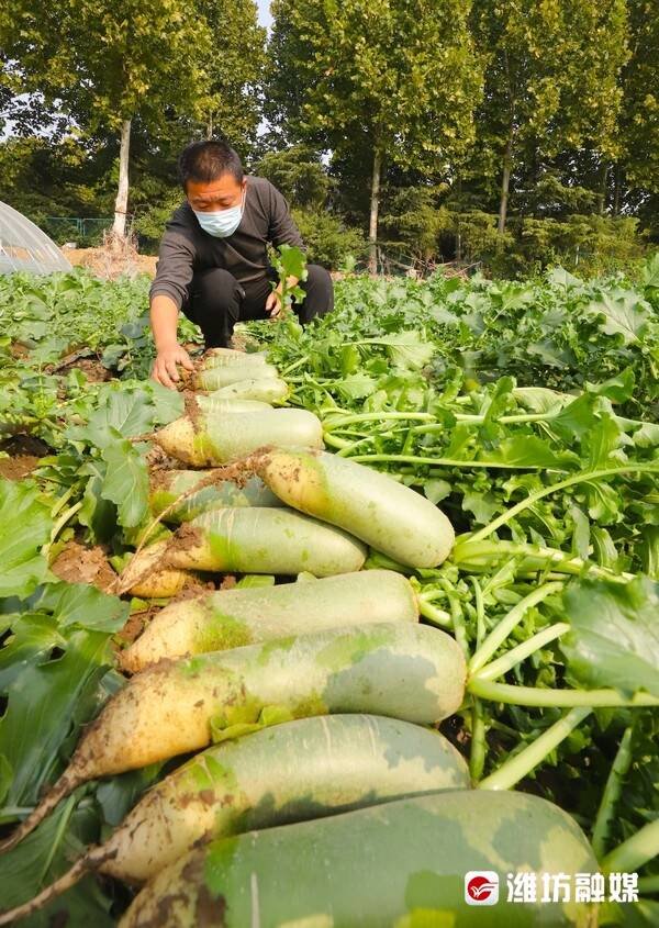 在潍城区北关街道东夏庄社区，种植户孙仲岭正在展示自家地里的“潍县萝卜”。