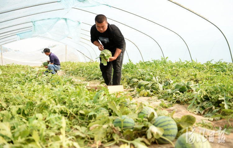 果农在南宫市明化镇胡邱村西瓜种植基地采摘西瓜。