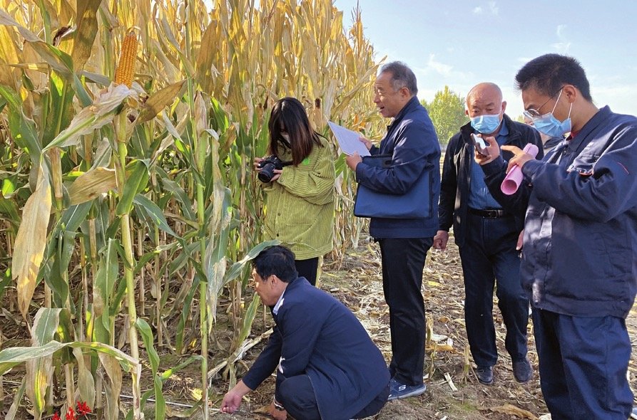 山西示范田夏玉米"德瑞3号"亩产786.1公斤