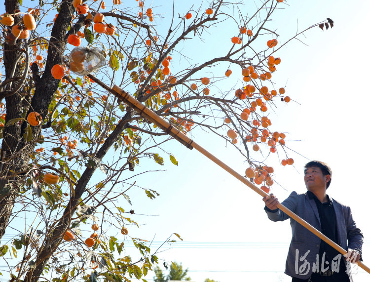 10月23日,唐山市丰润区赵辛庄村农民在采摘柿子。